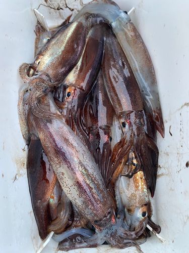 スルメイカの釣果