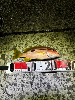 ヨコスジフエダイの釣果