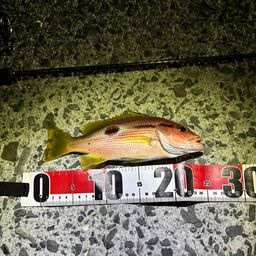 ヨコスジフエダイ