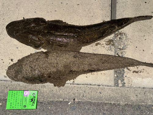 キスの釣果