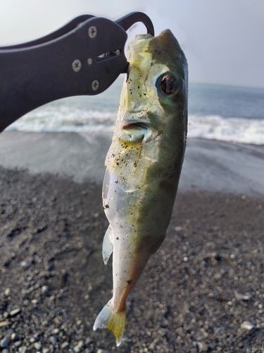 フグの釣果