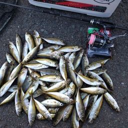 アジ