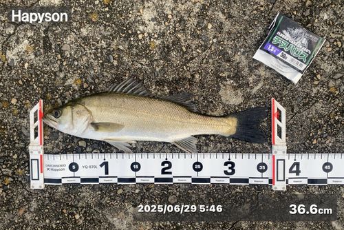 セイゴ（マルスズキ）の釣果