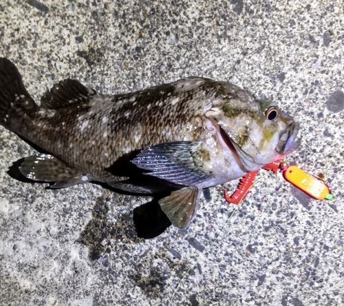 ソイの釣果