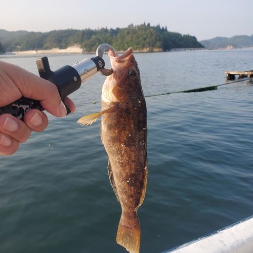 アイナメの釣果