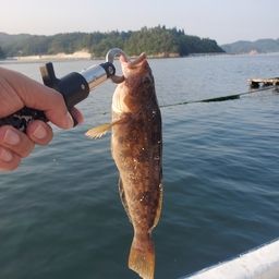 アイナメ