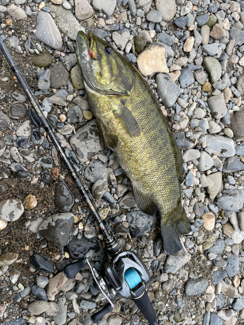 スモールマウスバス