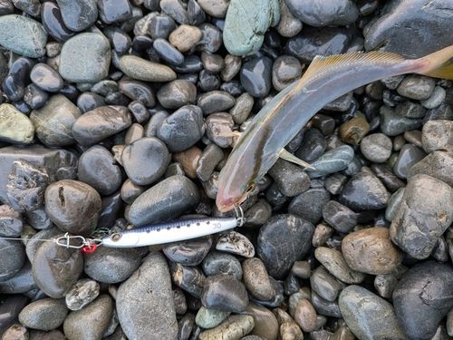 ショゴの釣果