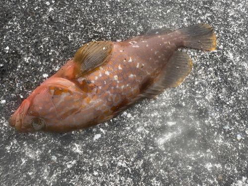 キジハタの釣果