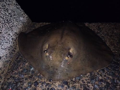 アカエイの釣果