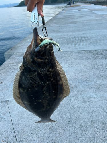 ヒラメの釣果