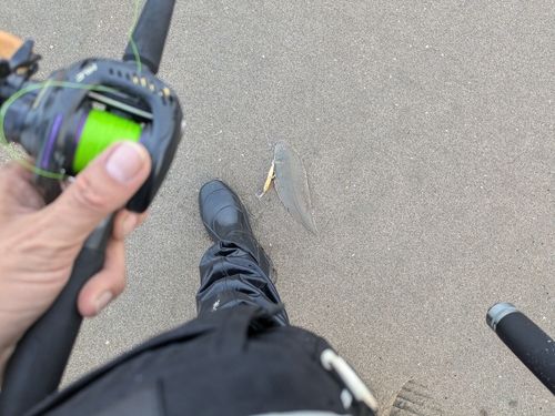 シタビラメの釣果