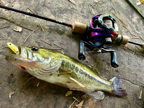 ラージマウスバスの釣果