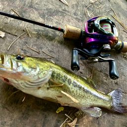 ラージマウスバス