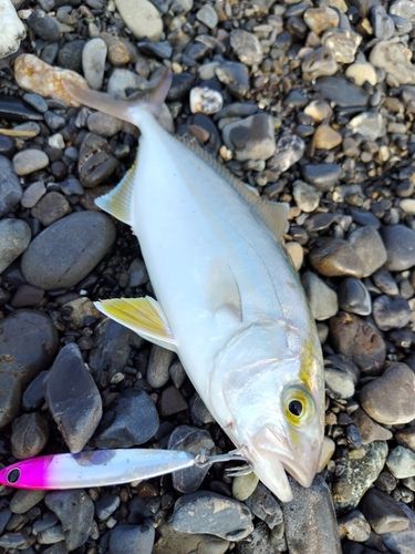 ショゴの釣果