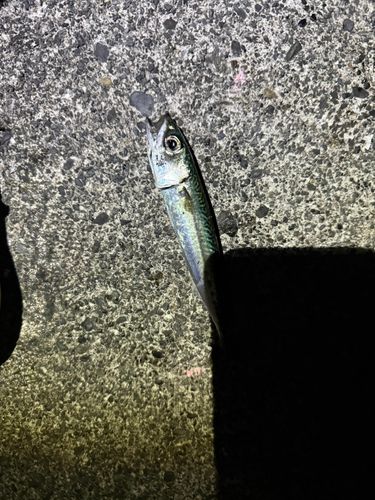 サバの釣果