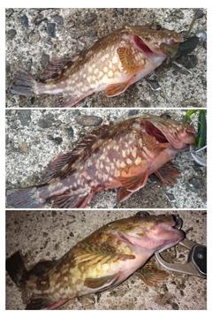 カサゴの釣果
