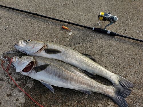 シーバスの釣果