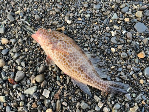 オオモンハタの釣果