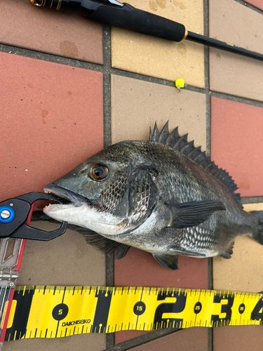 チヌの釣果