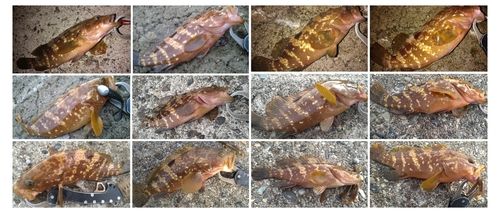 キジハタの釣果