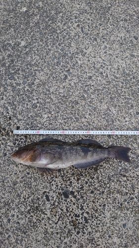 アブラコの釣果