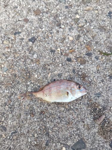 チャリコの釣果