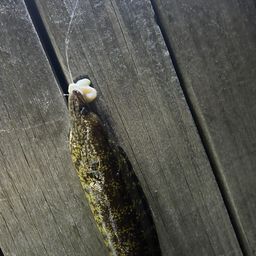 ウツボ