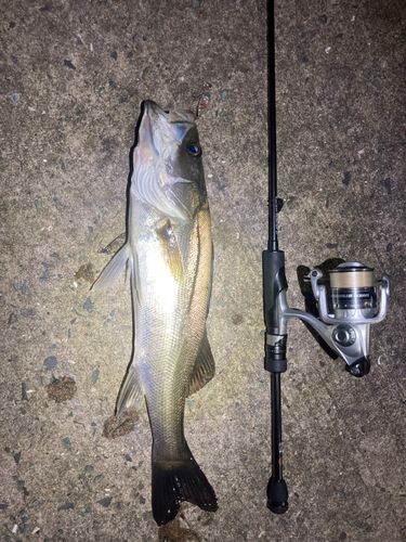 スズキの釣果