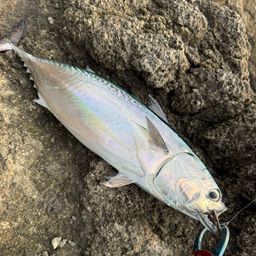 ソウダガツオ