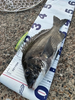 クロダイの釣果