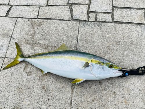メジロの釣果