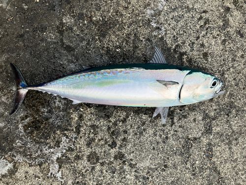 マルソウダの釣果