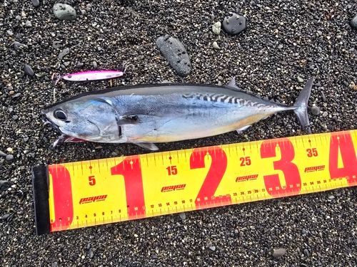 ソウダガツオの釣果