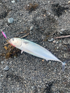 ソウダガツオの釣果