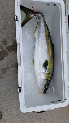 ブリの釣果