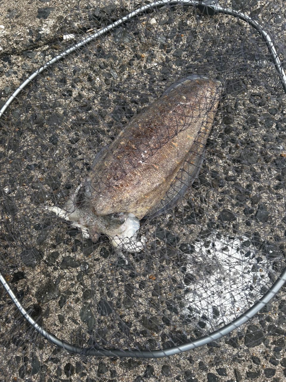 モンゴウイカ