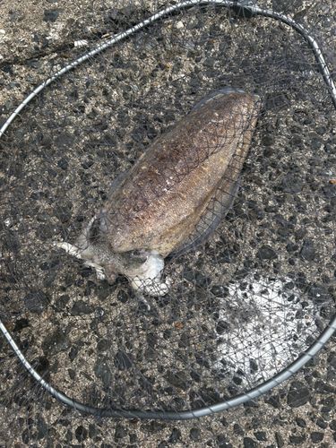 モンゴウイカの釣果