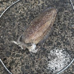 モンゴウイカ