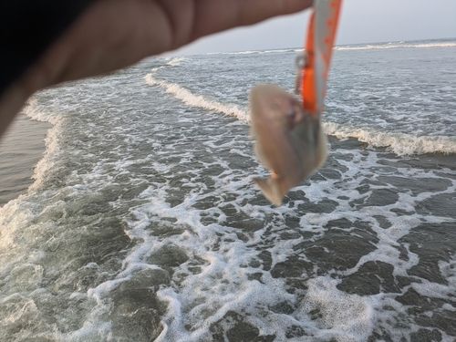 シタビラメの釣果