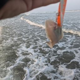 シタビラメ