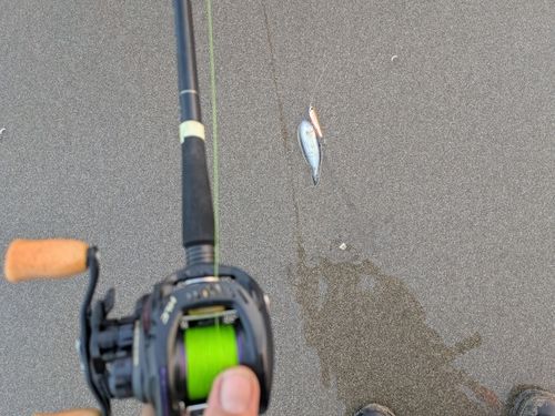 シタビラメの釣果