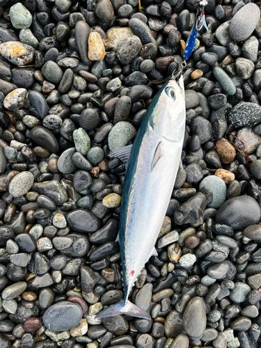 ソウダガツオの釣果