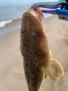 マゴチの釣果