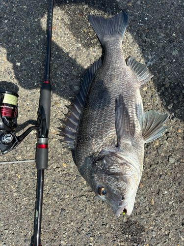 チヌの釣果