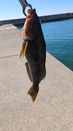 アブラコの釣果