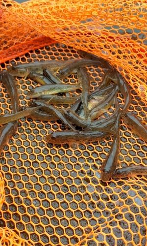 ハゼの釣果