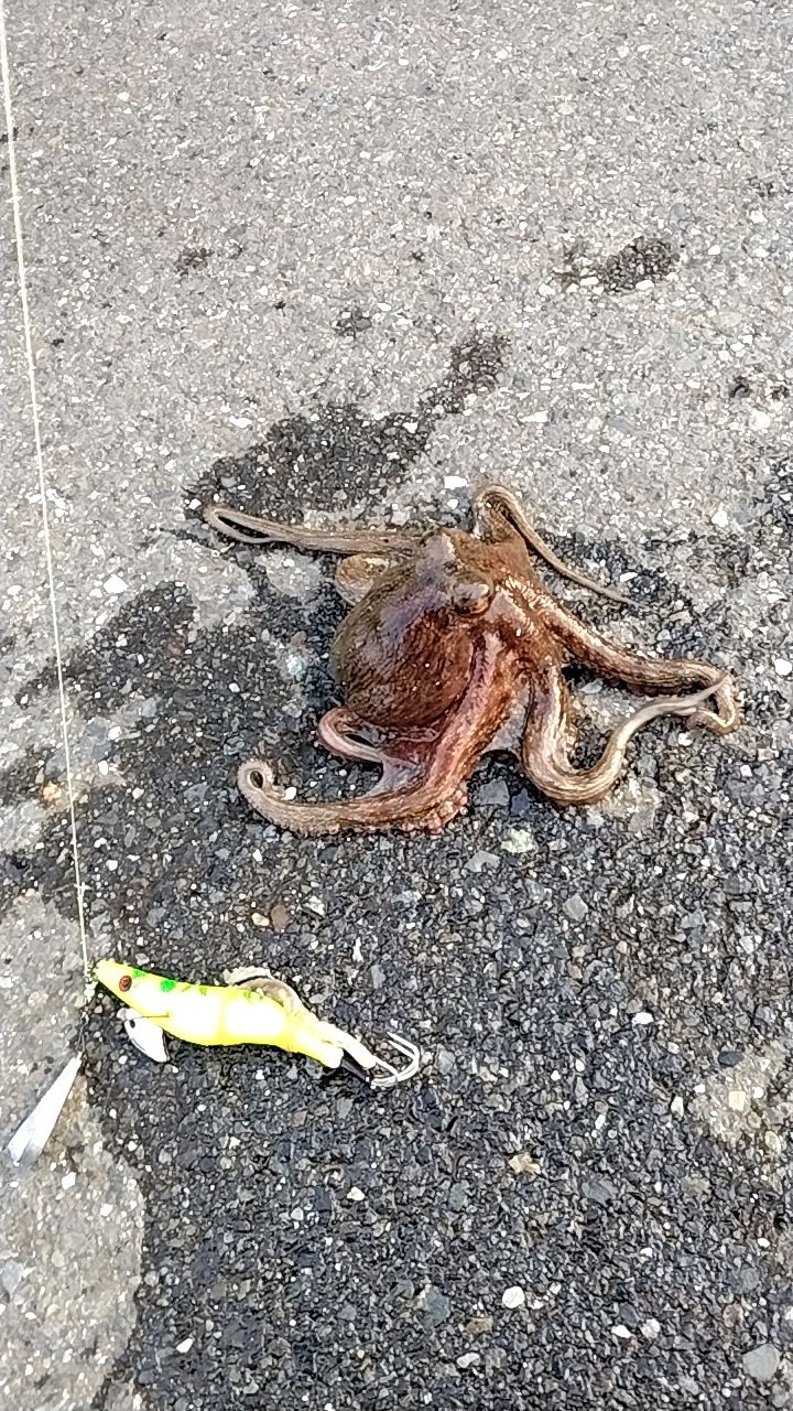 タコ