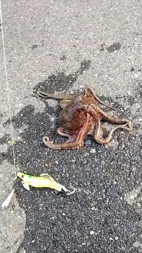 タコの釣果