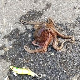 タコ